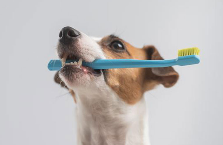 Bright_Smiles_766x500