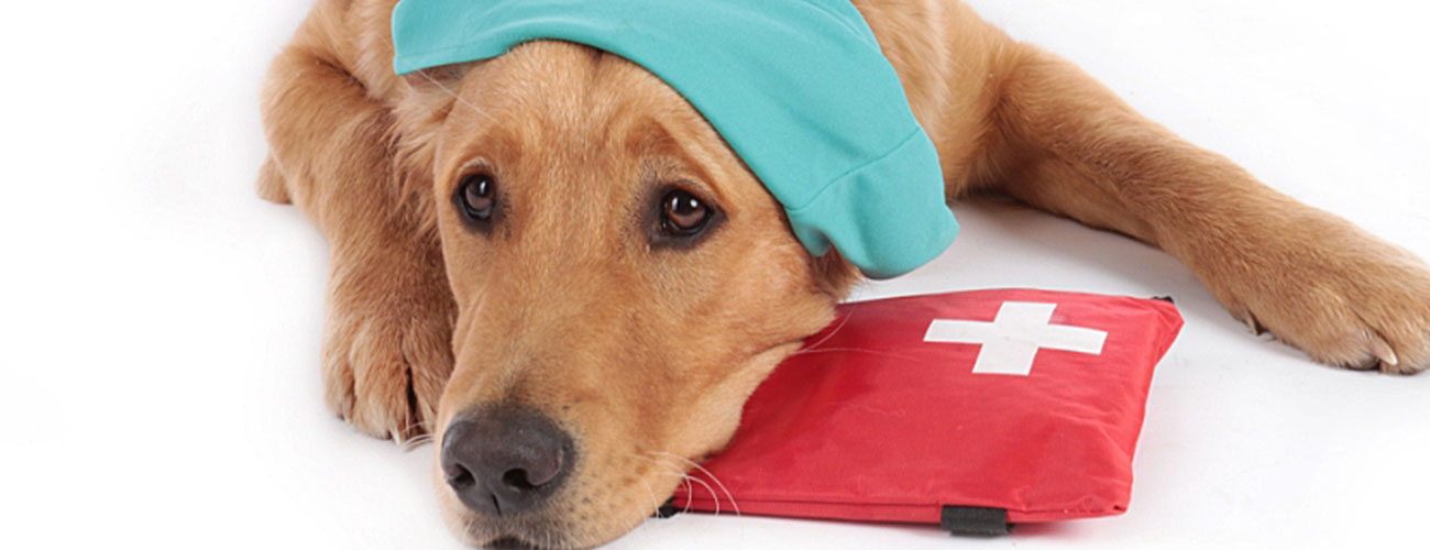 canine-first-aid canine first aid