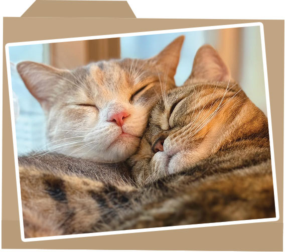 case_folder_photo_125