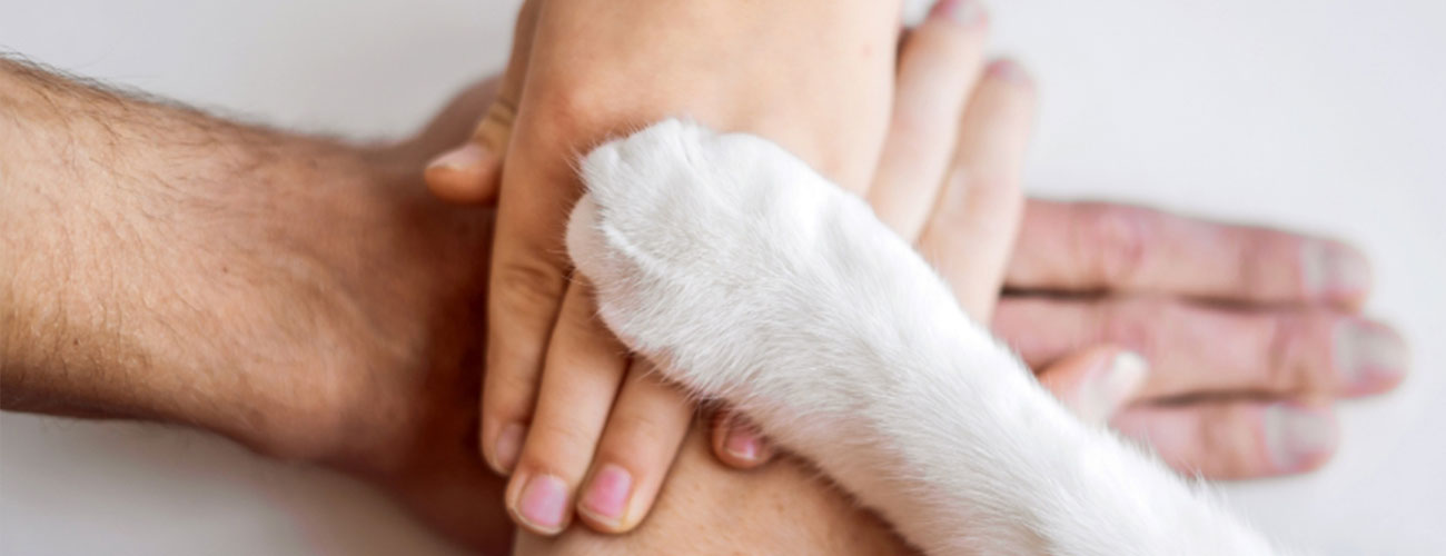 dog-care-for-helpers dog care for helpers