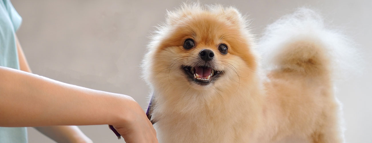 Dog-Grooming-at-Home_1300x500