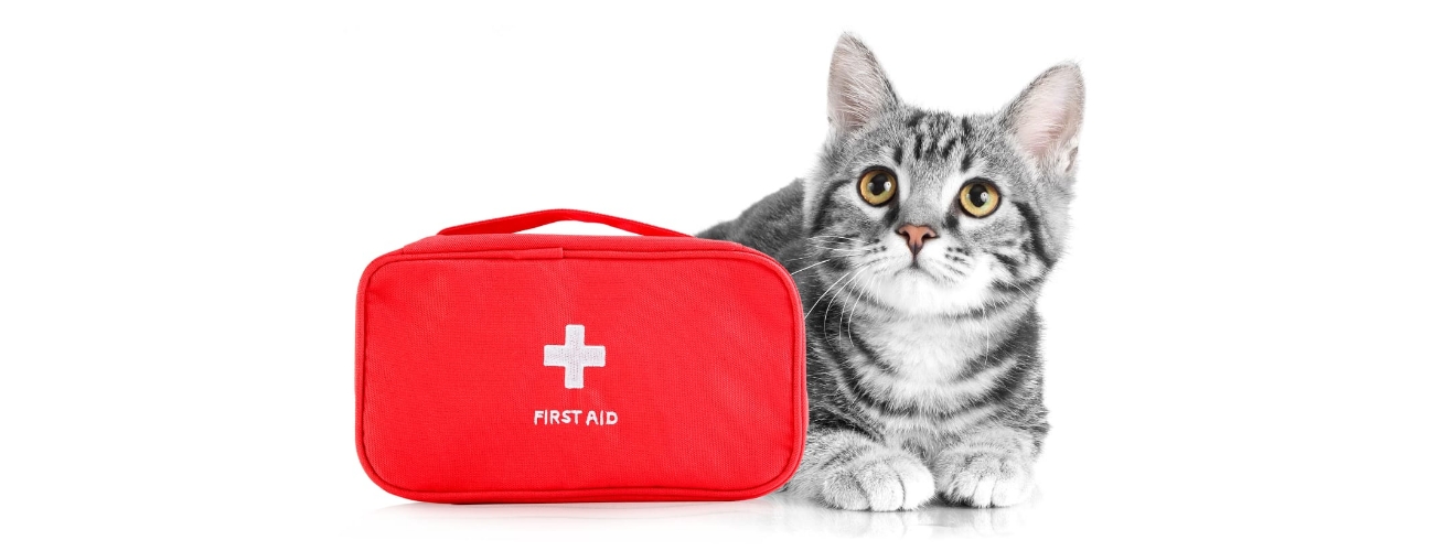 Feline First Aid Feline First Aid