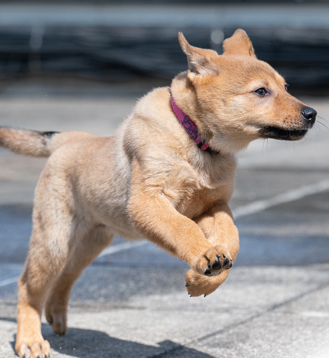 five_freedom five freedom