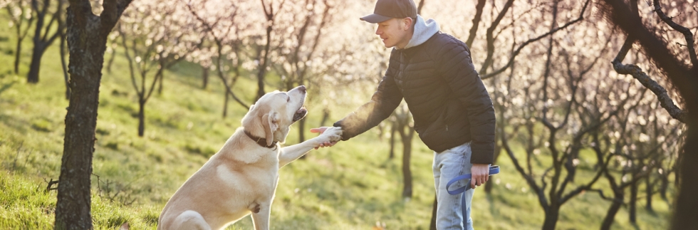 Knowing & Understanding Dogs