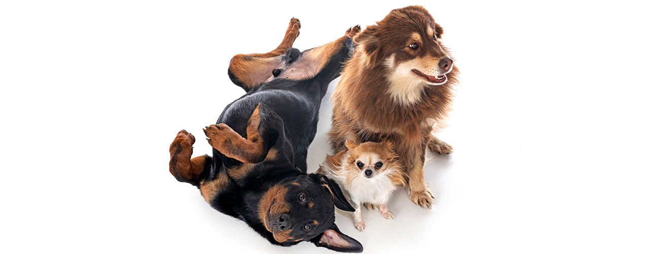 MBTI Dog Behaviour Workshop 2