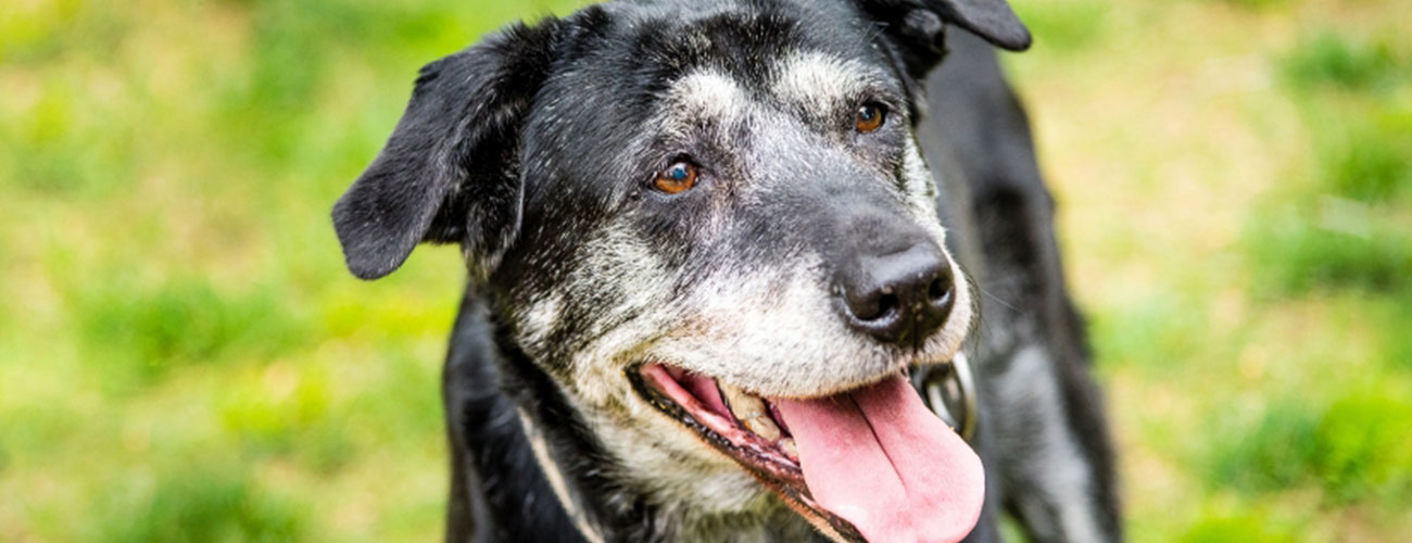 older-pet-care-seminar older pet care seminar