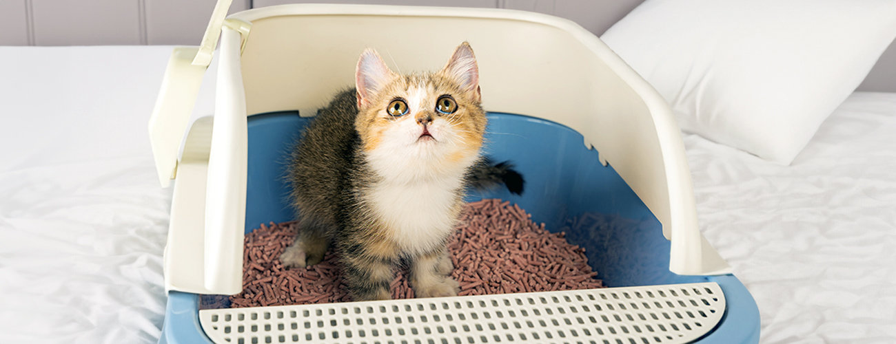 pet Care Course-Cat Behavior–House Soiling