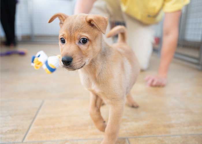 photo_donationpage2024_toy