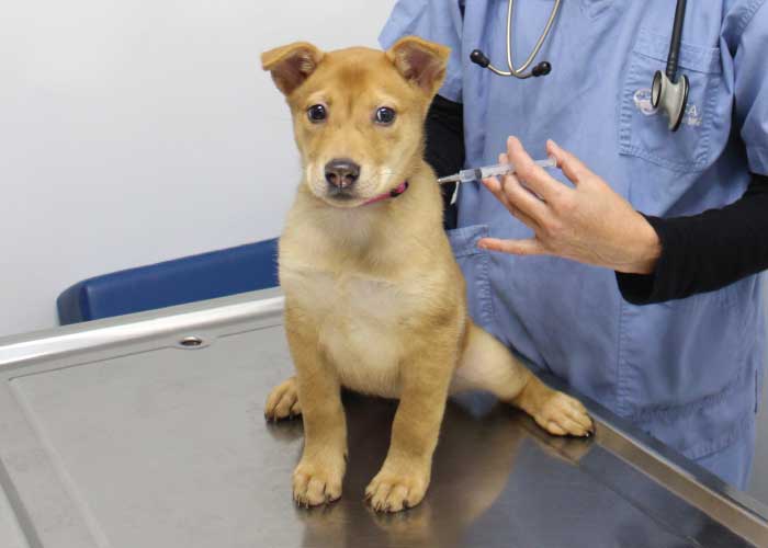 photo_donationpage2024_vacc