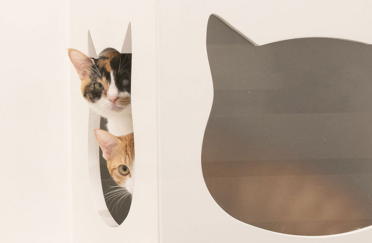 Quarantine_Service_766x500