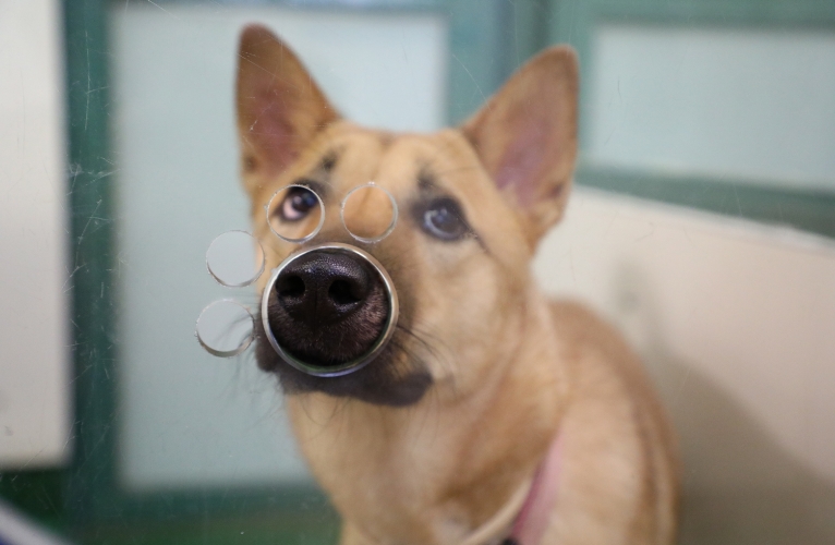 thn-adoption centres-1