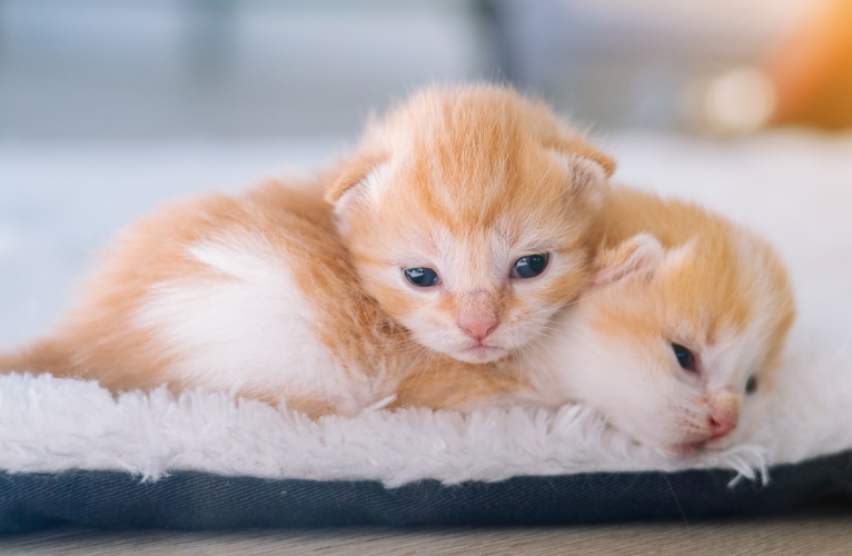 thn-Animal Birth Control