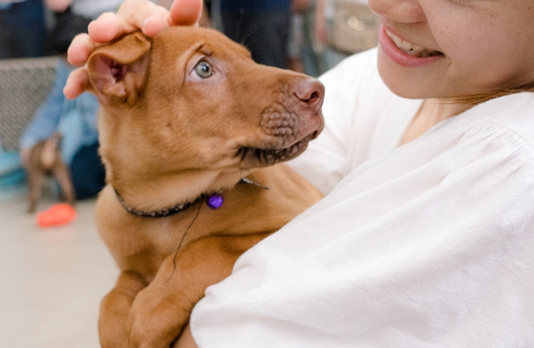 thn-animals for adoption