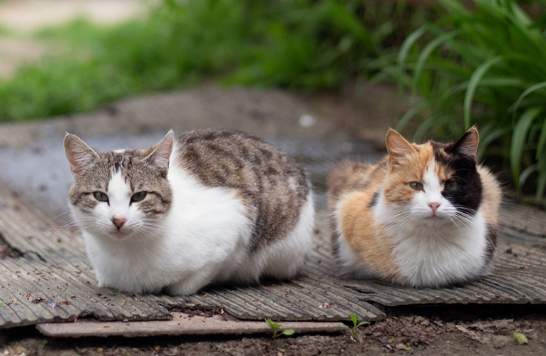 thn-Cat Colony Care Programme