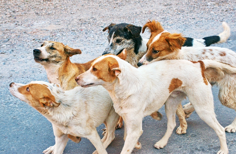 thn-Community Dog Programme