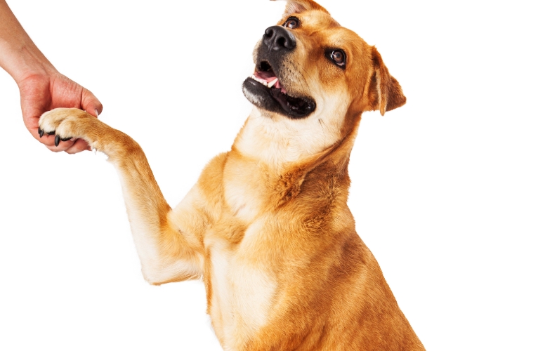 thn-Course Payment & Policies