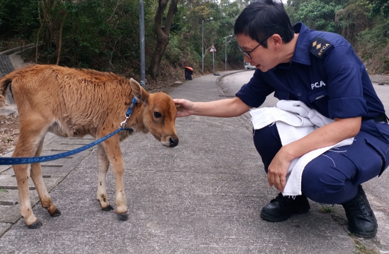 thn-inspectorate organization1