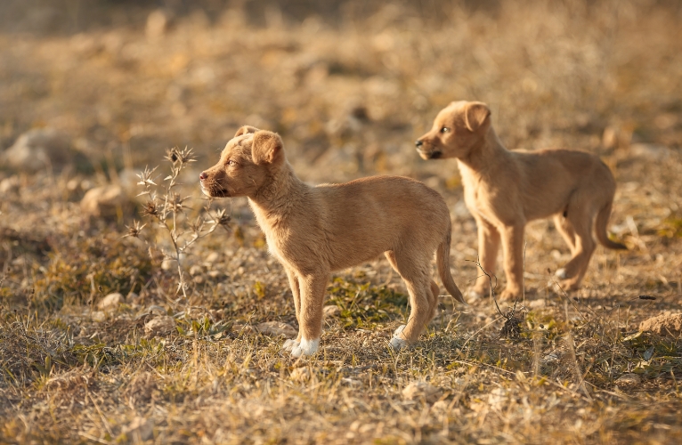 thn-Mongrel Desexing