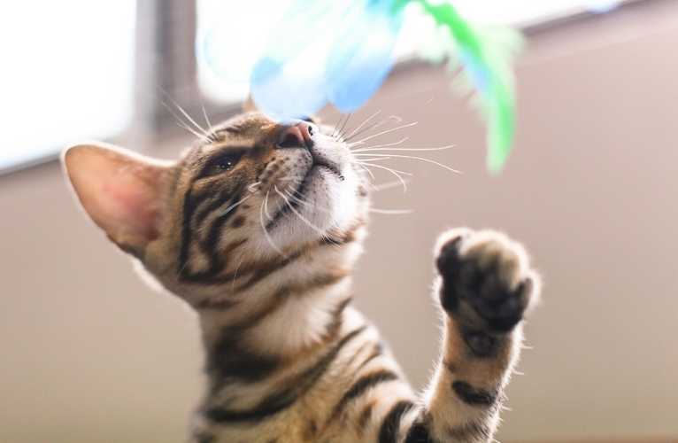 thn-post adoption support1