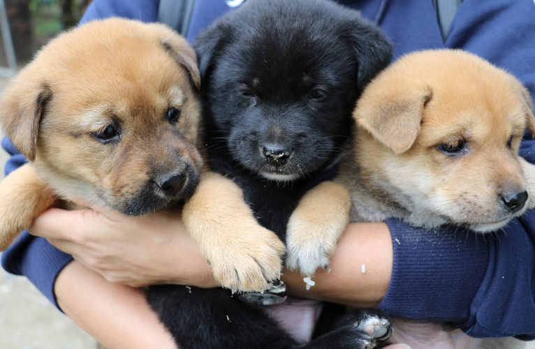 thn-Puppy Trade and its Cruelty