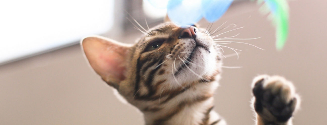 understanding-your-cat UNDERSTANDING YOUR CAT